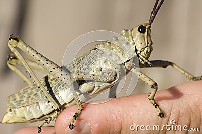 Huge Grasshopper, desert locust, sitting on hand in Africa Stock Photo