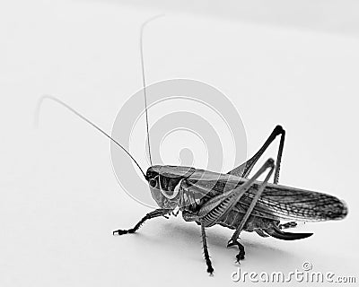 Grasshopper black and white Stock Photo