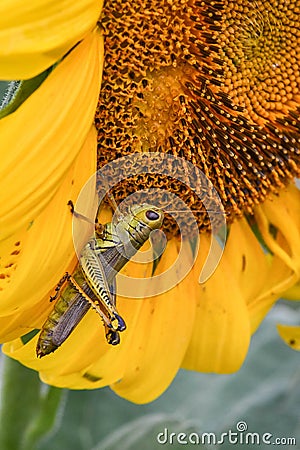 A Grasshopper on a blooming sunflower, Jasper, Georgia, USA Stock Photo