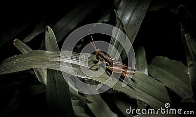 Grasshopper on branch Stock Photo