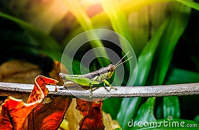 Grasshopper on branch with dry leafs Stock Photo