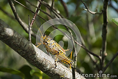 Grasshopper on Branch Stock Photo