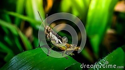 Grasshopper on branch, Macro Stock Photo