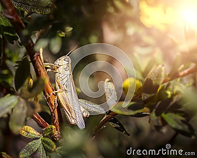 Grasshopper on a bush branch Stock Photo