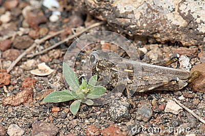 Grasshopper camouflaged on the ground. Stock Photo