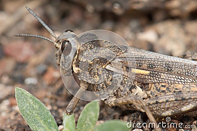 Grasshopper camouflaged on the ground. Stock Photo