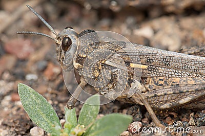 Grasshopper camouflaged on a ground. Stock Photo