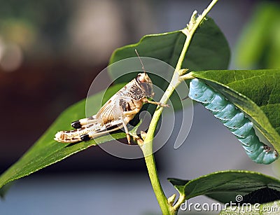 Grasshopper and caterpillar are sitting on the branch closeup Stock Photo