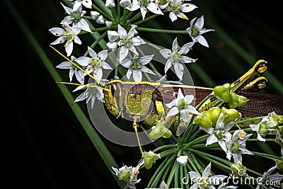 Spotted Bird Grasshopper on Chinese Chive Blossoms Stock Photo