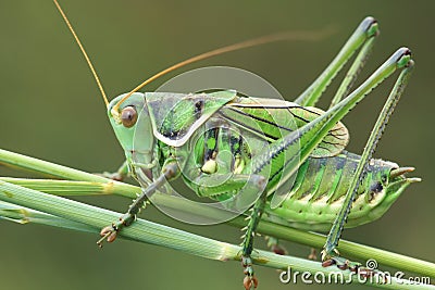 Grasshopper Stock Photo