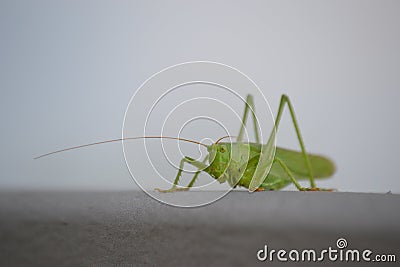 Grasshopper in close-up very beautiful green with inner life Stock Photo