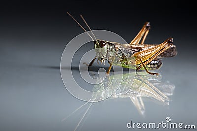 Grasshopper closeup on dark background Stock Photo