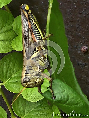 Grasshopper closeup eating leaf on planter Stock Photo