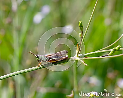 Grasshopper common, green meadow. Species of insects that live in fields, meadows, swamps Stock Photo