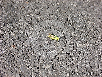 Grasshopper Common,Grasshopper on tarmac road space left for text copy writing Stock Photo