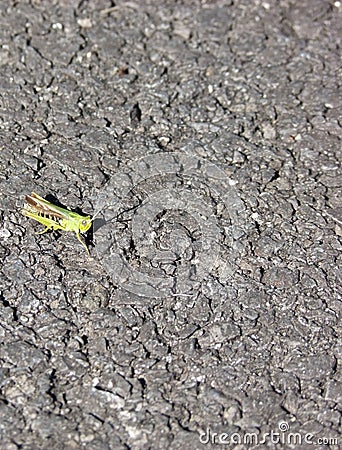 Grasshopper Common,Grasshopper on tarmac road space left for text copy writing Stock Photo