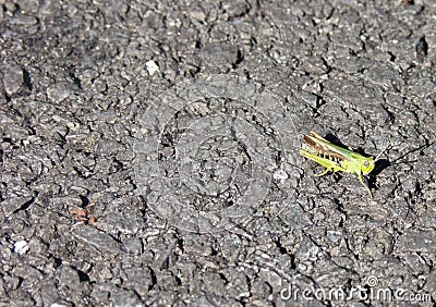 Grasshopper Common,Grasshopper on tarmac road space left for text copy writing Stock Photo