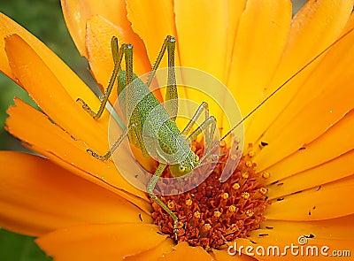 Grasshopper on a daisy Stock Photo