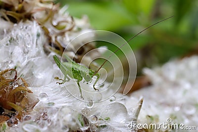 Grasshopper with dew on the blooming lush flower Stock Photo