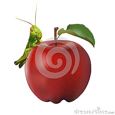 Grasshopper eating apple Vector Illustration