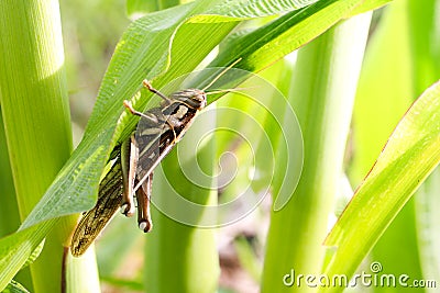 Grasshopper eating corn Stock Photo
