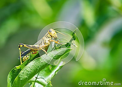Grasshopper eating and destroying leaves Stock Photo