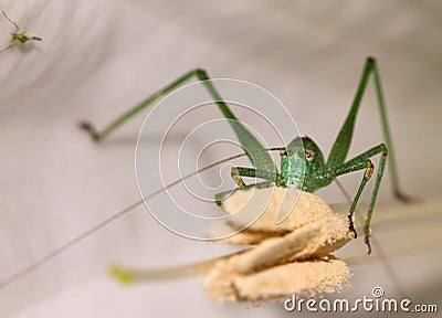 Grasshopper eating a flower Stock Photo