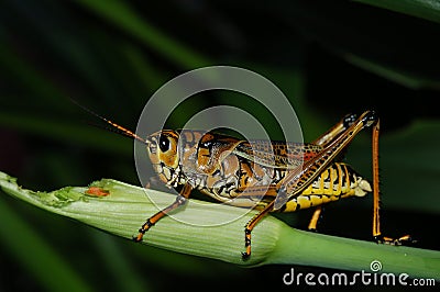 Grasshopper eating grass Stock Photo