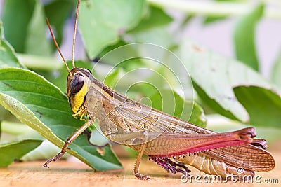 Grasshopper eating a leaf. Stock Photo