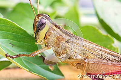 Grasshopper eating a leaf. Stock Photo