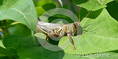 Grasshopper eating Stock Photo