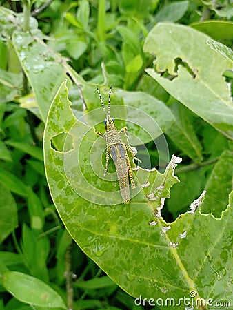 Grasshopper eating a leafu Stock Photo