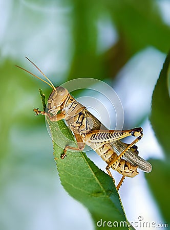 Grasshopper eating leaves Stock Photo