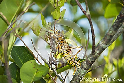 Grasshopper Eating Leaves Stock Photo