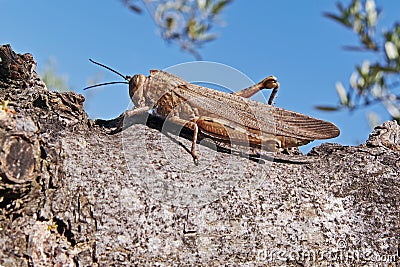 grasshopper on a branch Stock Photo