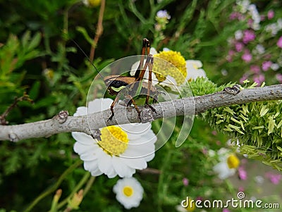 Grasshopper and flowers. Stock Photo