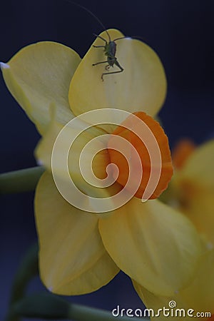 Grasshopper,Flowers of Polish gardens, Narcissus Martinette. Stock Photo