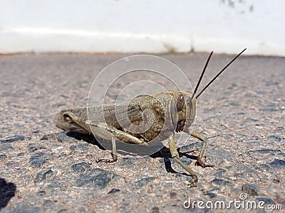 Grasshopper front view Stock Photo