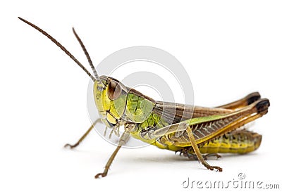 Grasshopper in front of white background Stock Photo