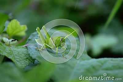 Green grasshopper in middle of jungle . Stock Photo