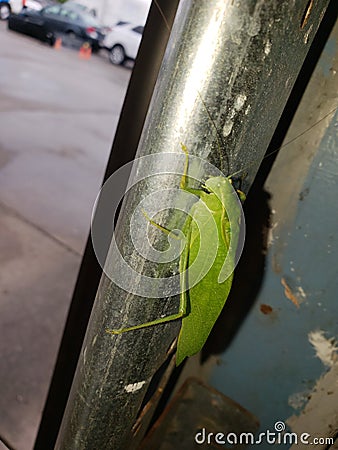 This grasshopper Stock Photo