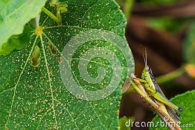 Grasshopper greener insect Stock Photo