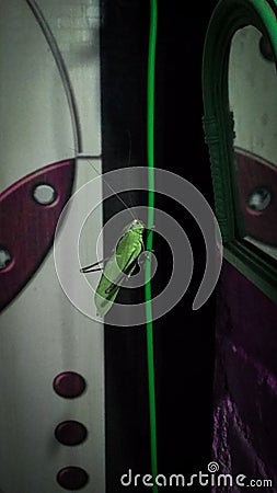 A grasshopper in the house at night Stock Photo