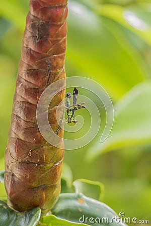 Grasshopper on Indian Head Ginger flower Stock Photo