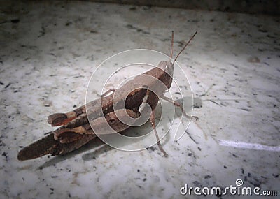 Grasshopper indian insect Stock Photo