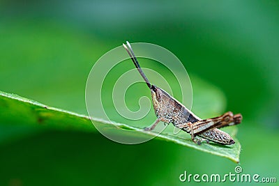 Grasshopper,insect. Stock Photo