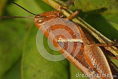 Grasshopper, insects, nature , natural, macro photographs Stock Photo