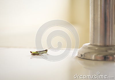 Grasshopper inside the house. Comparison between small insect and metal pillar Stock Photo