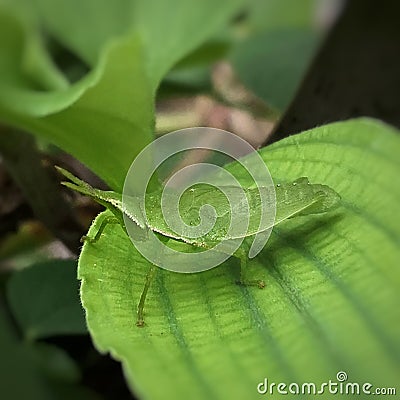 Grasshopper known for camouflage ability with surrounding. Rock or leaf color. Macro photography. Copy space. Stock Photo