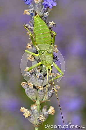 Grasshopper on lavender flower Stock Photo